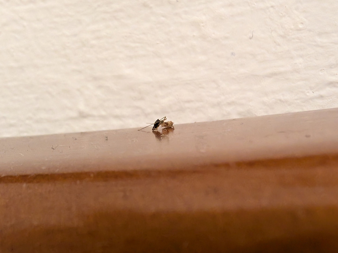 Hotel El Djazair主图