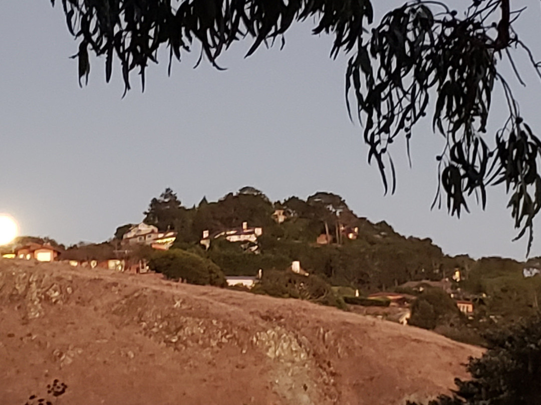 Hippie Tree-Tiburon必去景点