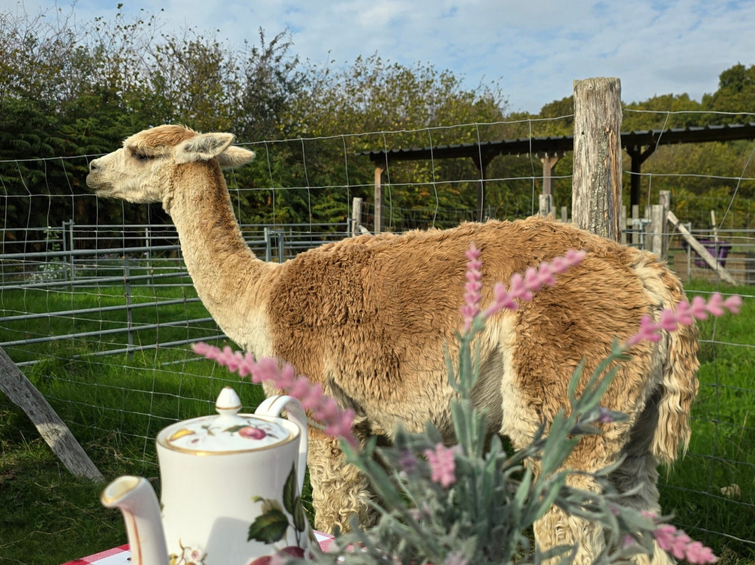 Slowhayes Alpacas-南安普敦必去景点