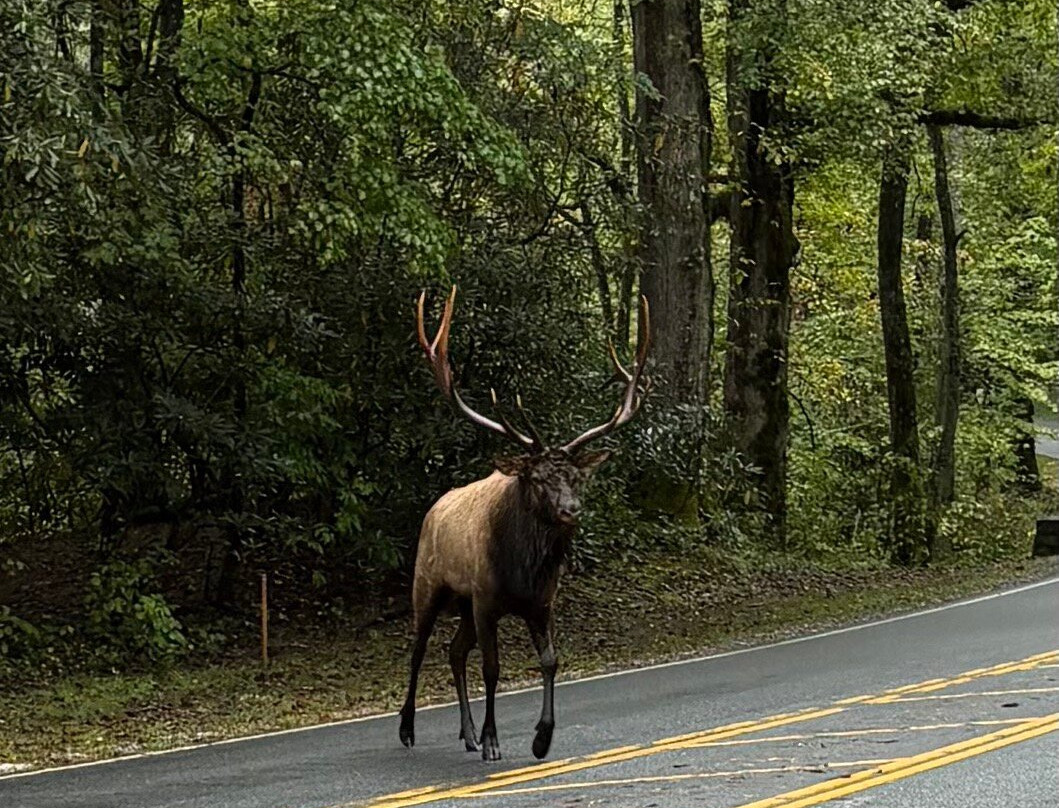 Newfound Gap Road-大雾山国家公园必去景点