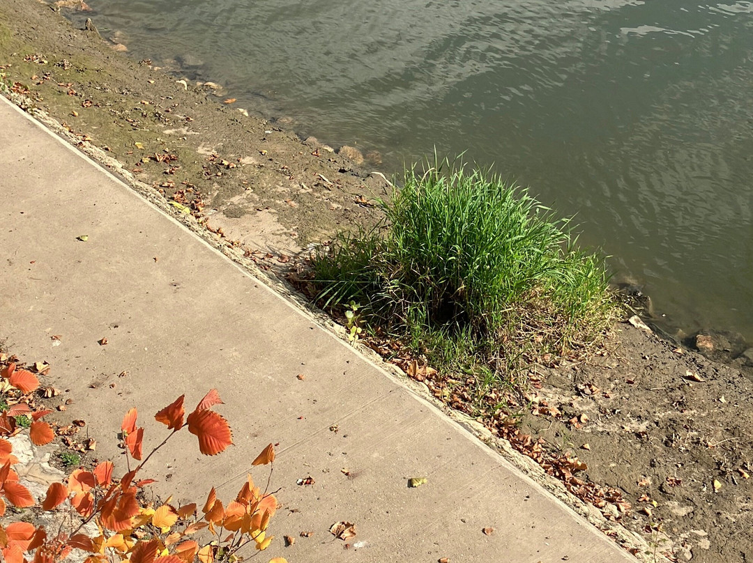 Radó-sziget-焦尔必去景点