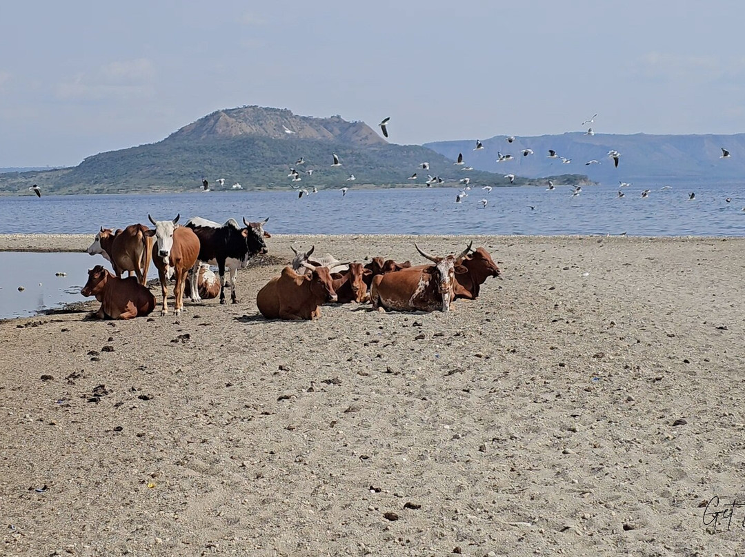 Abijata Shalla Lakes National Park-Shashamane必去景点
