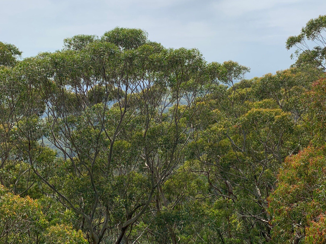 Illawarra Fly Treetop Walk-Knights Hill必去景点