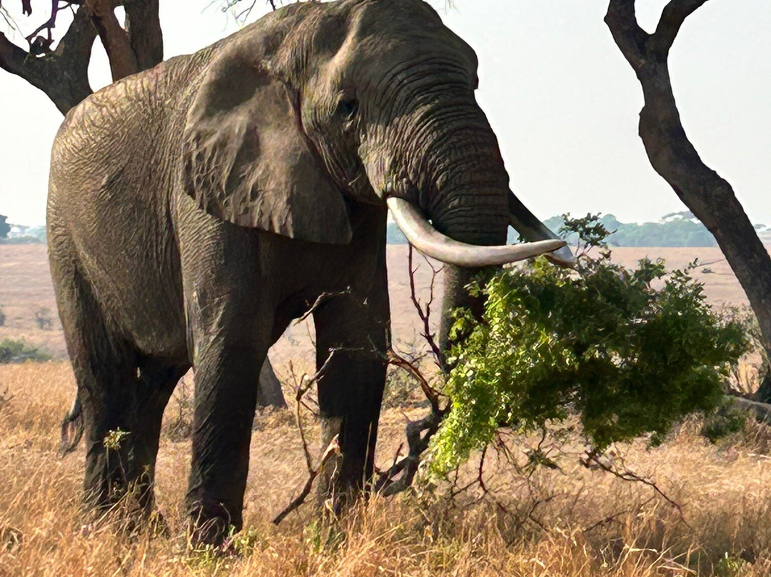 Imire: Rhino & Wildlife Conservation-韦扎必去景点