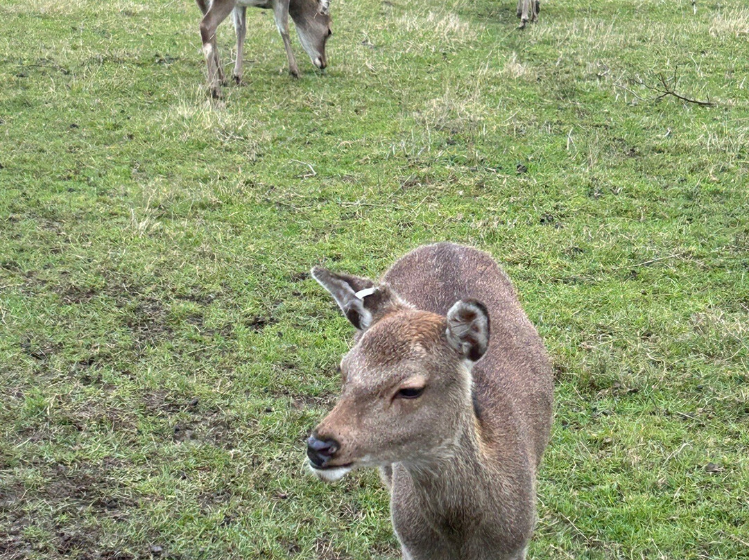 Hogshaw Farm & Wildlife Park-Hogshaw必去景点