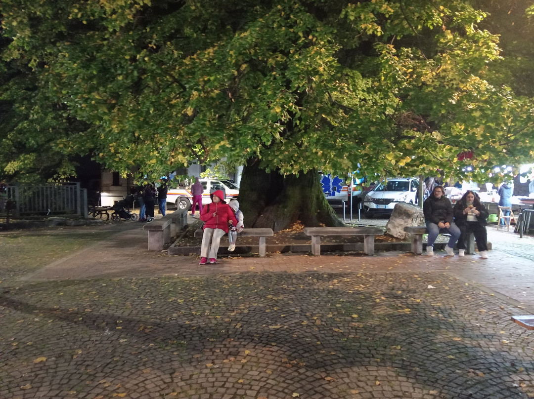 Tiglio Secolare di Summonte-Summonte必去景点