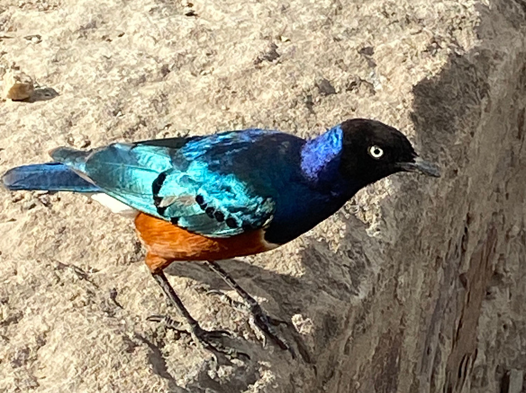 Wildlands Safaris (T) Ltd-塞伦盖蒂国家公园必去景点