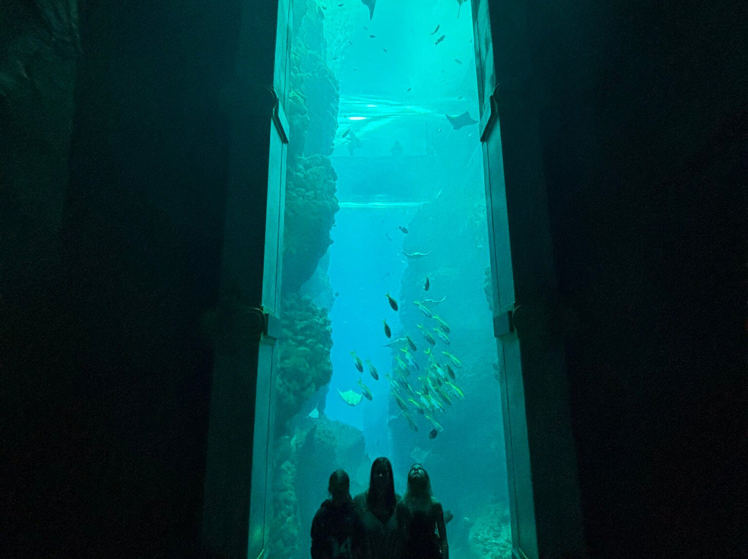 SeaWorld Yas Island Abu Dhabi-阿布扎比必去景点
