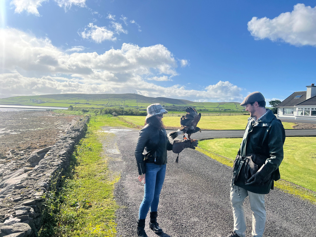 Kingdom Falconry - Dingle-丁格尔必去景点