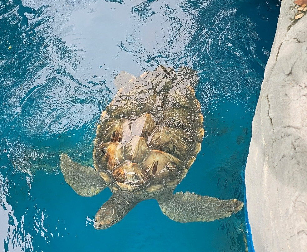 Fundação Projeto Tamar - Vitória-维多利亚必去景点