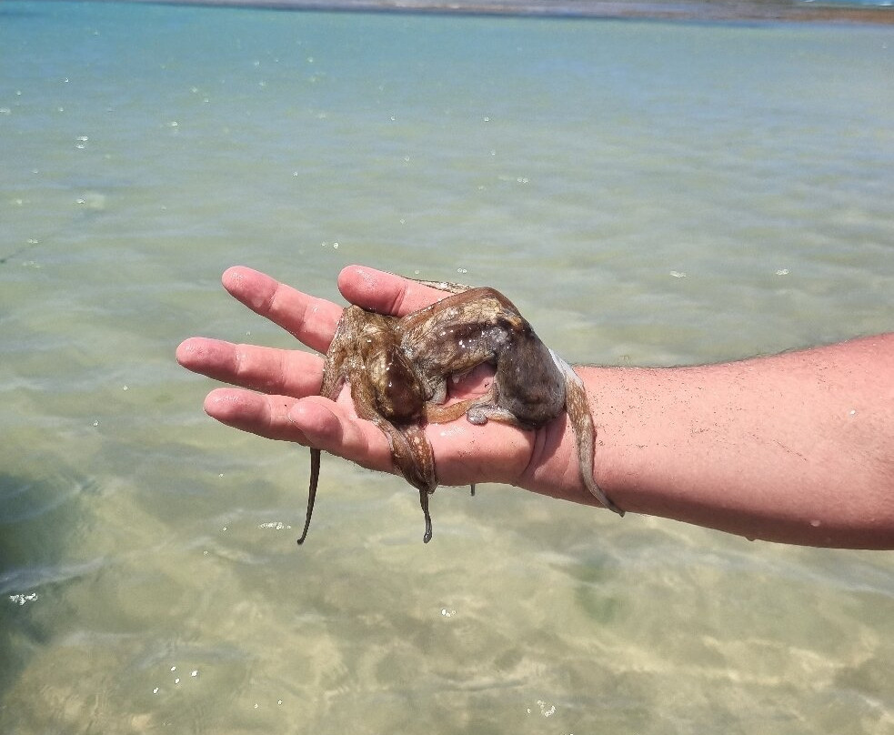 Piscinas Naturais da Praia do Patacho-Porto de Pedras必去景点