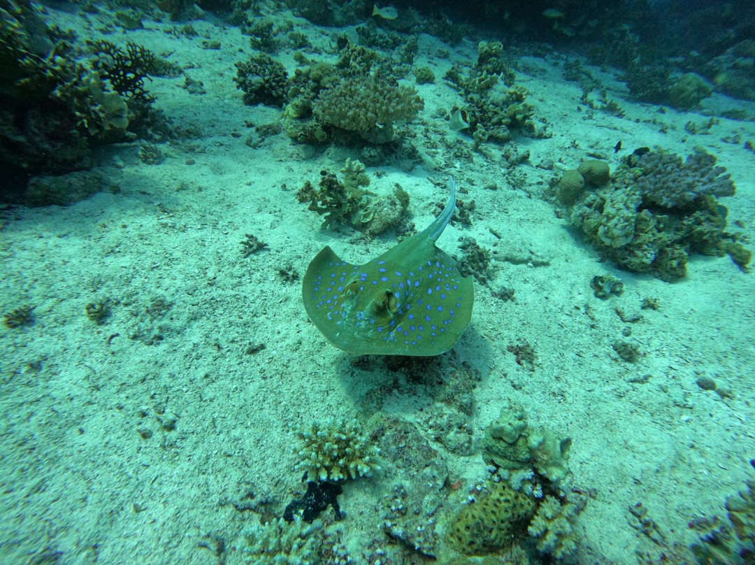 Shams Diving Center-Safaga必去景点