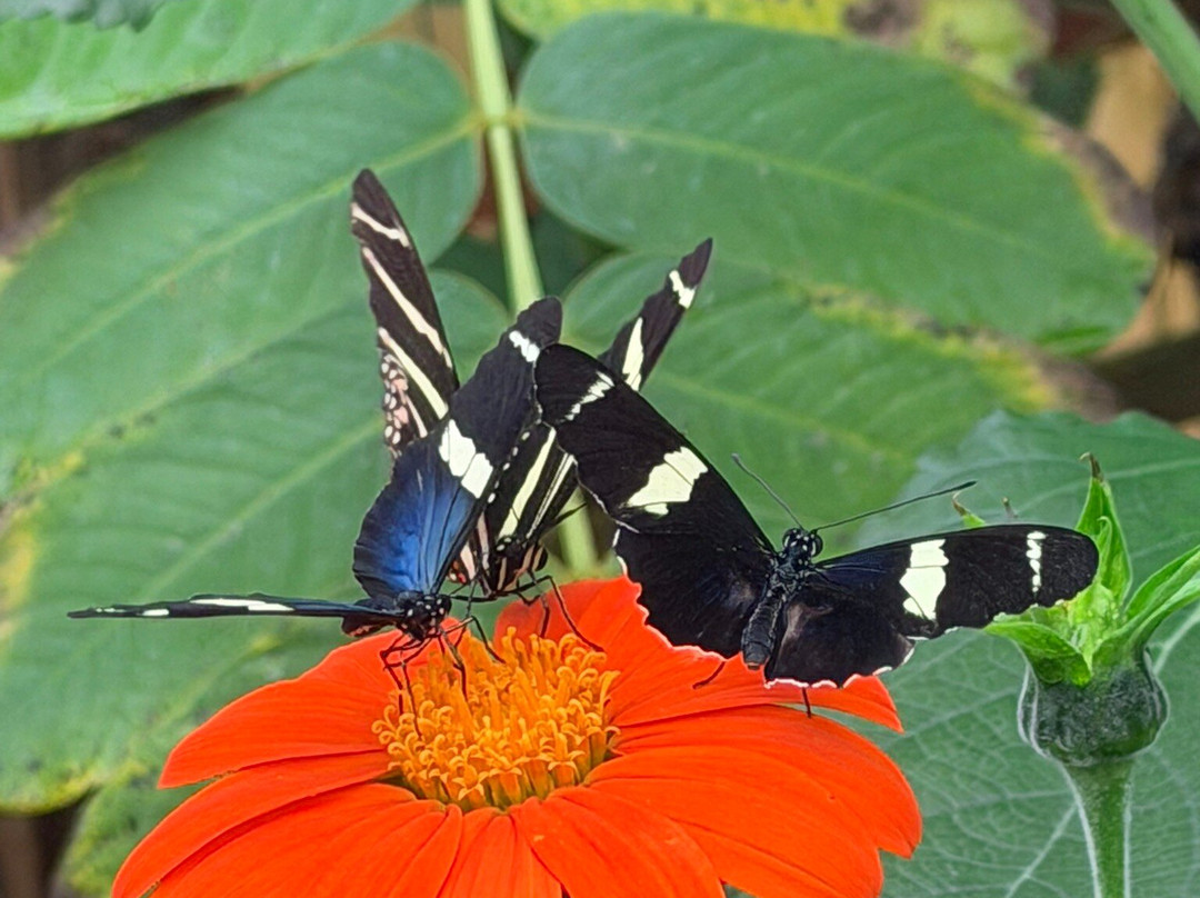 Stratford Butterfly Farm-埃文河畔斯特拉特福必去景点