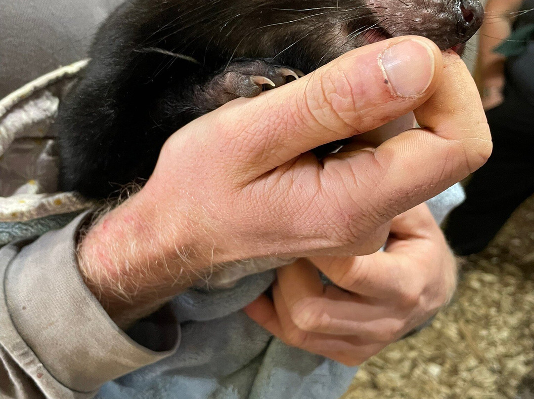 袋獾摇篮山-Cradle Mountain必去景点