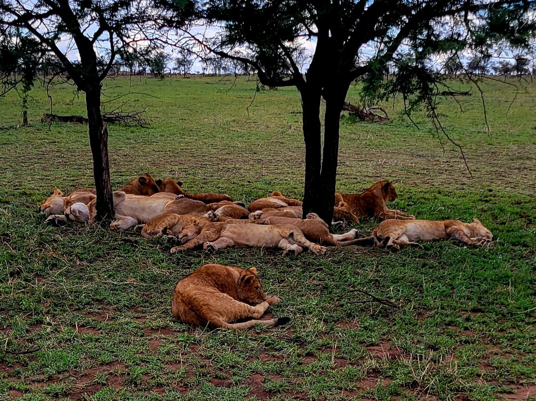 Thomson Safaris-塞伦盖蒂国家公园必去景点