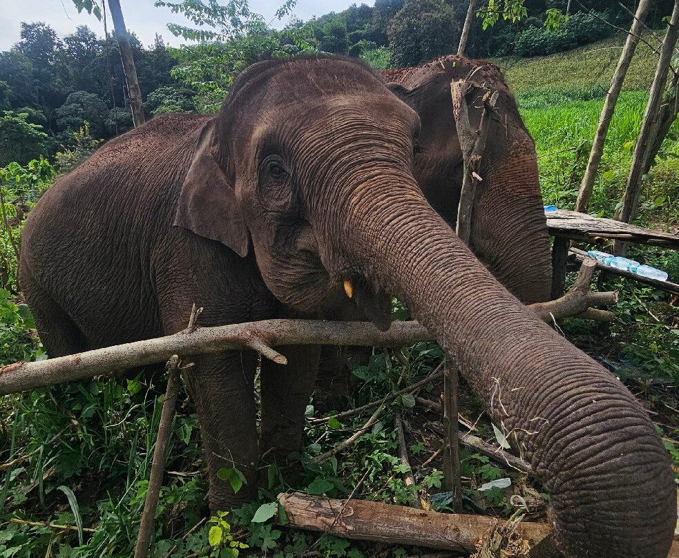 Elephant Sanctuary Care Park-清迈必去景点