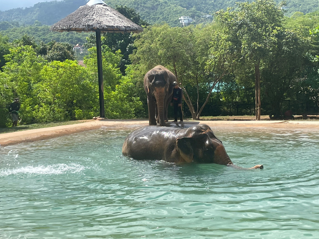 Samui Elephant Sanctuary-波普特必去景点