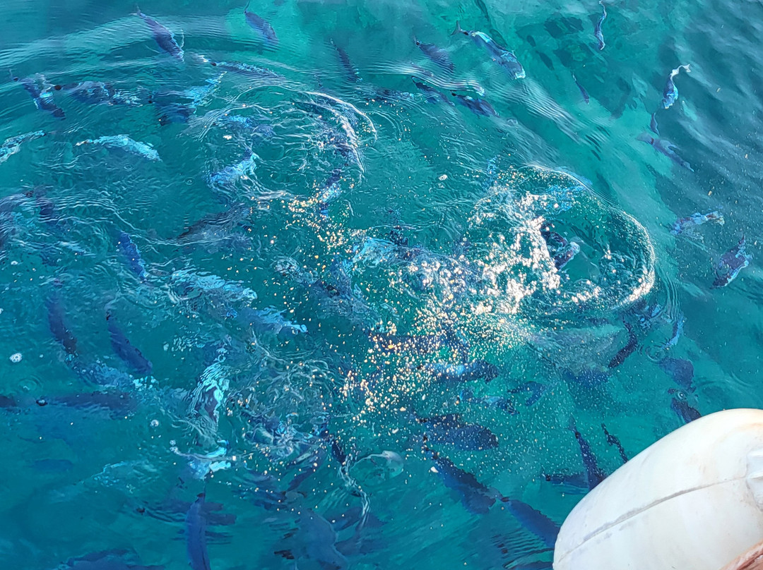 Escursioni Team Shark Lanzafame-Porticello必去景点