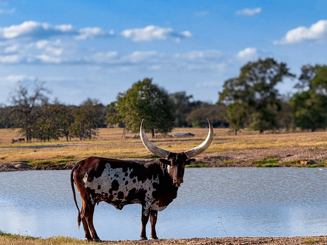 Aggieland Safari-布赖恩必去景点
