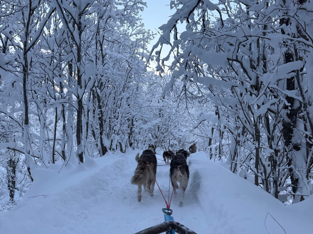 Northern Light Dog Adventure-Nordkjosbotn必去景点