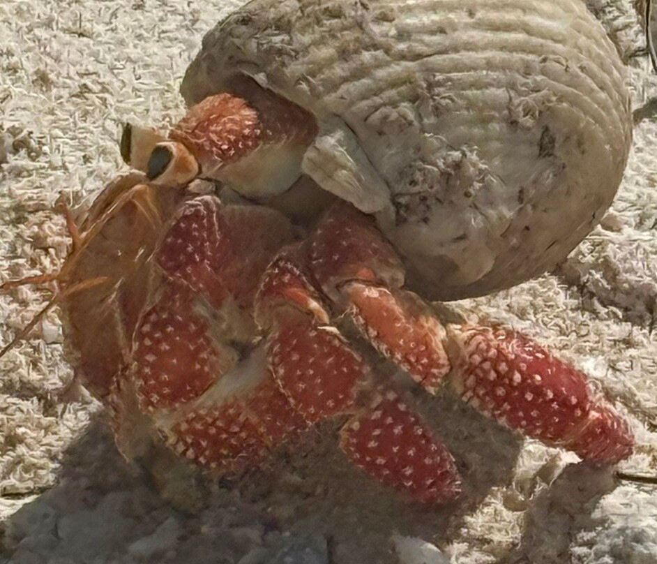 Ile aux Récifs-阿瓦托鲁必去景点