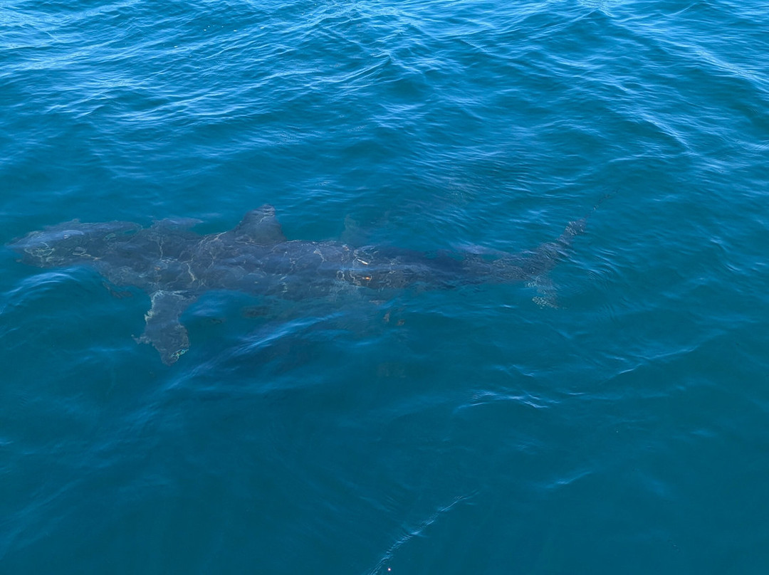 White Shark Projects-干斯拜必去景点