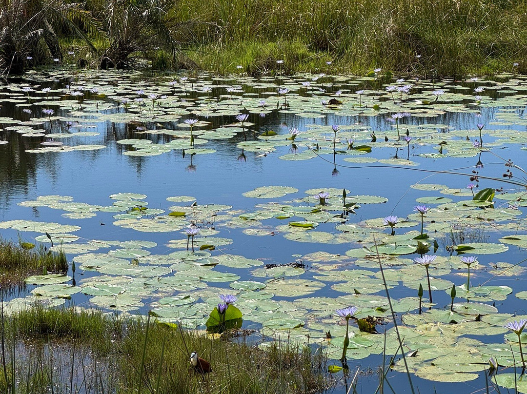 St.lucia Birds & Birding-圣露西亚必去景点