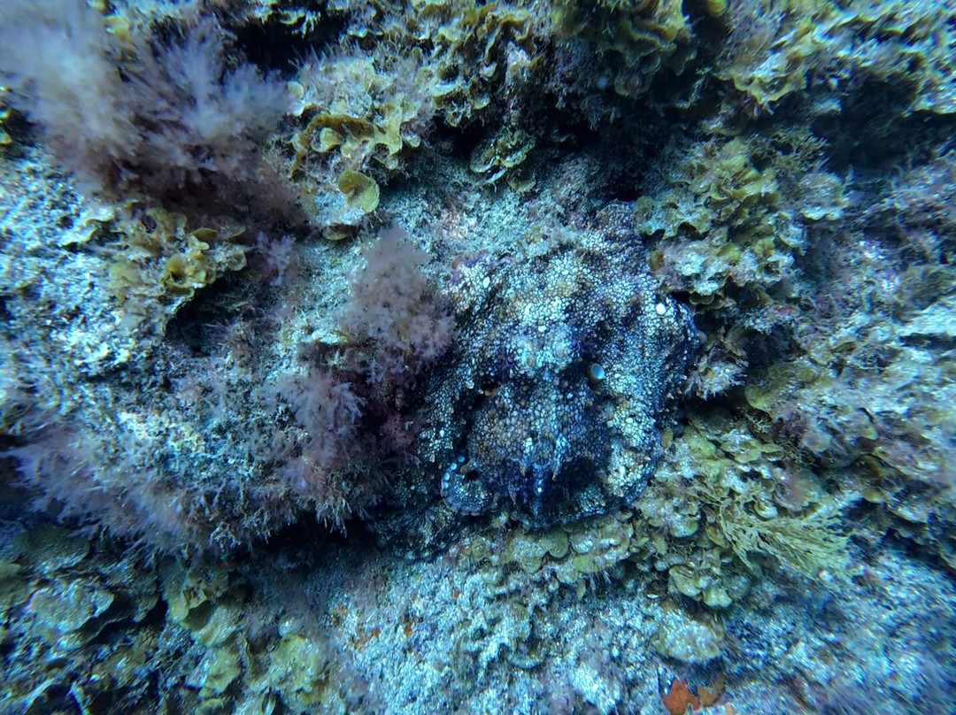 Puerto Rico Diving-波多黎各必去景点