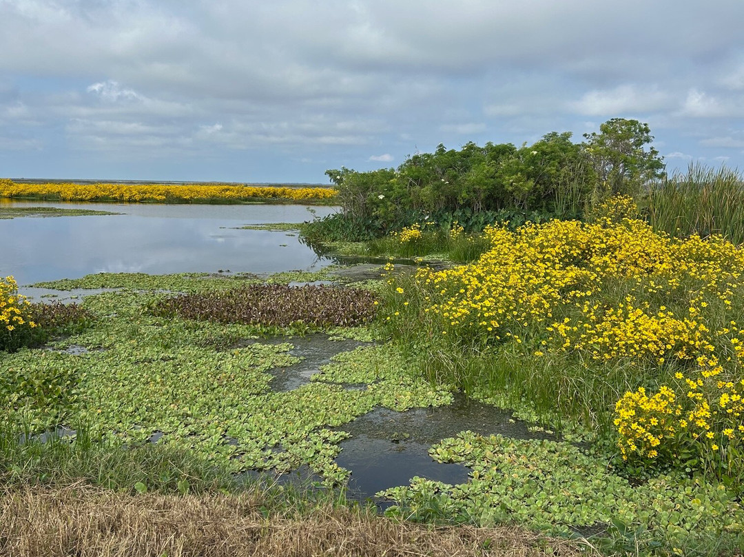 Lake Apopka Wildlife Drive-Apopka必去景点