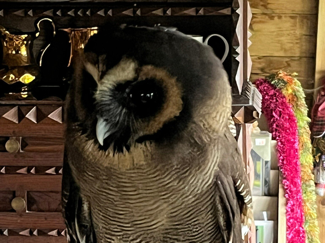 Valley View Falconry-Rhayader必去景点