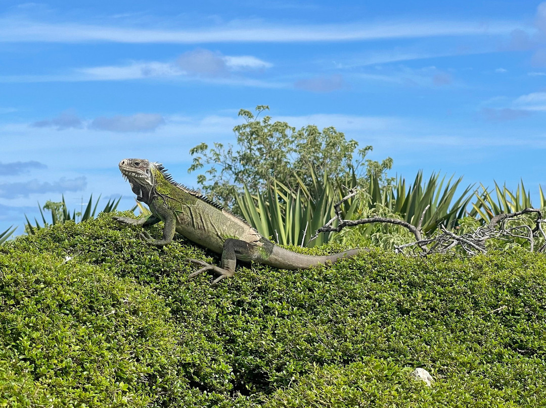 Tarzan Excursion Guadeloupe-Sainte-Anne必去景点
