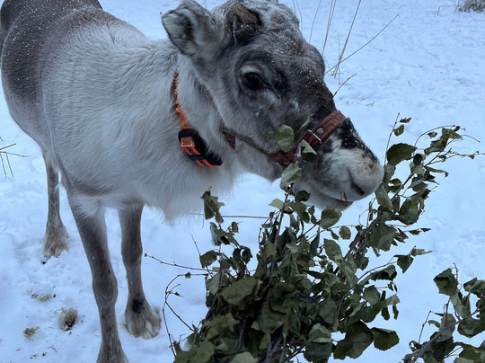 Tokkana Reindeer-Kittilä必去景点