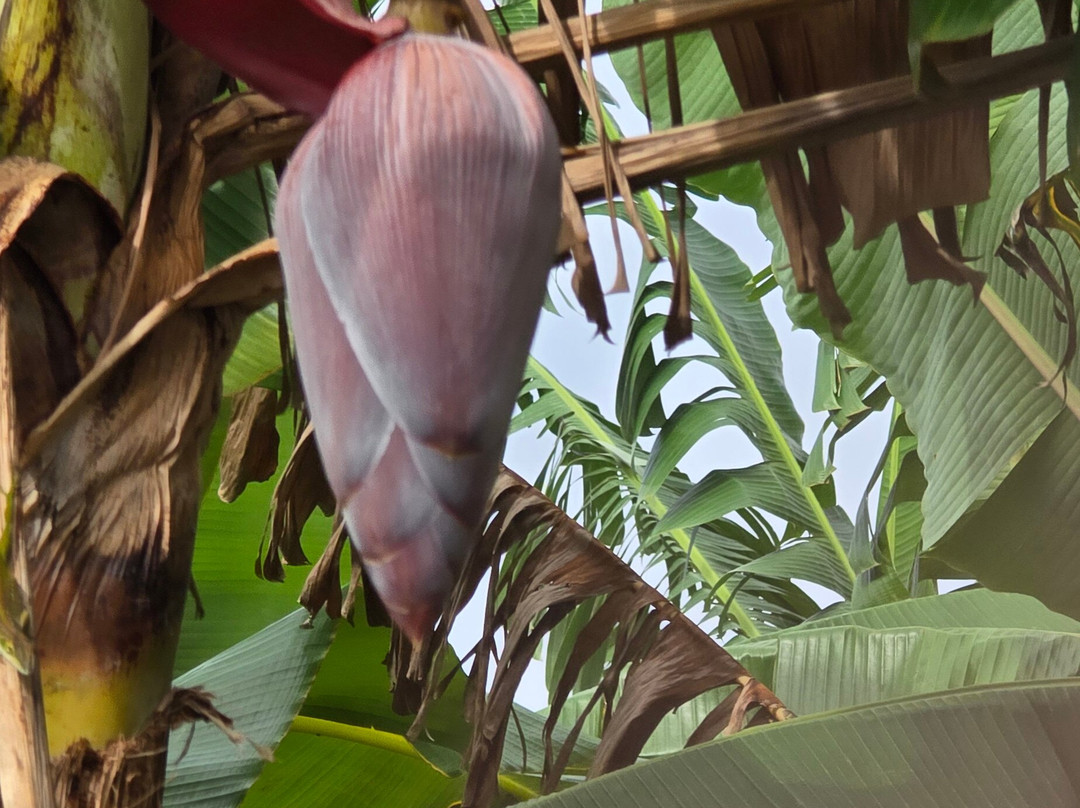 Authentic Tour Delivery-null必去景点