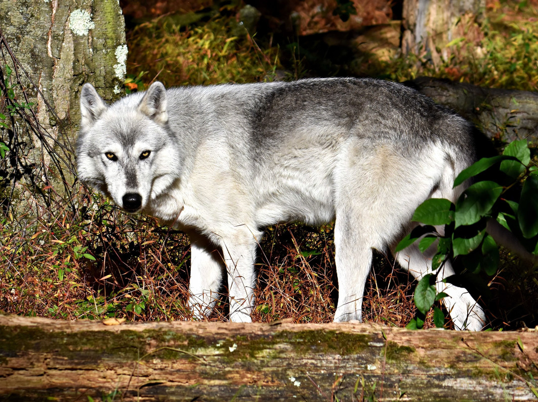 Lakota Wolf Preserve-Columbia必去景点