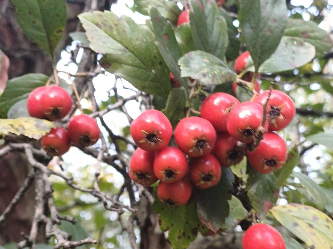 Parco Papa Giovanni Paolo Ii-塞雷尼奥必去景点