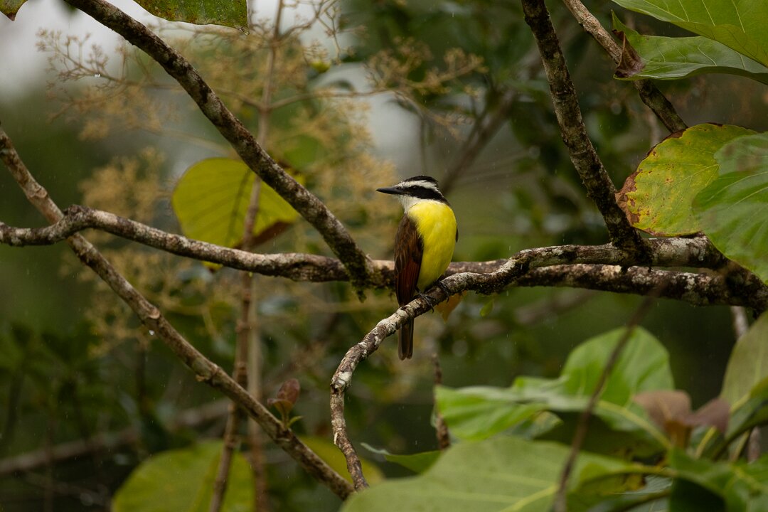 Hotel San Rafael Ecolodge-酒店景观