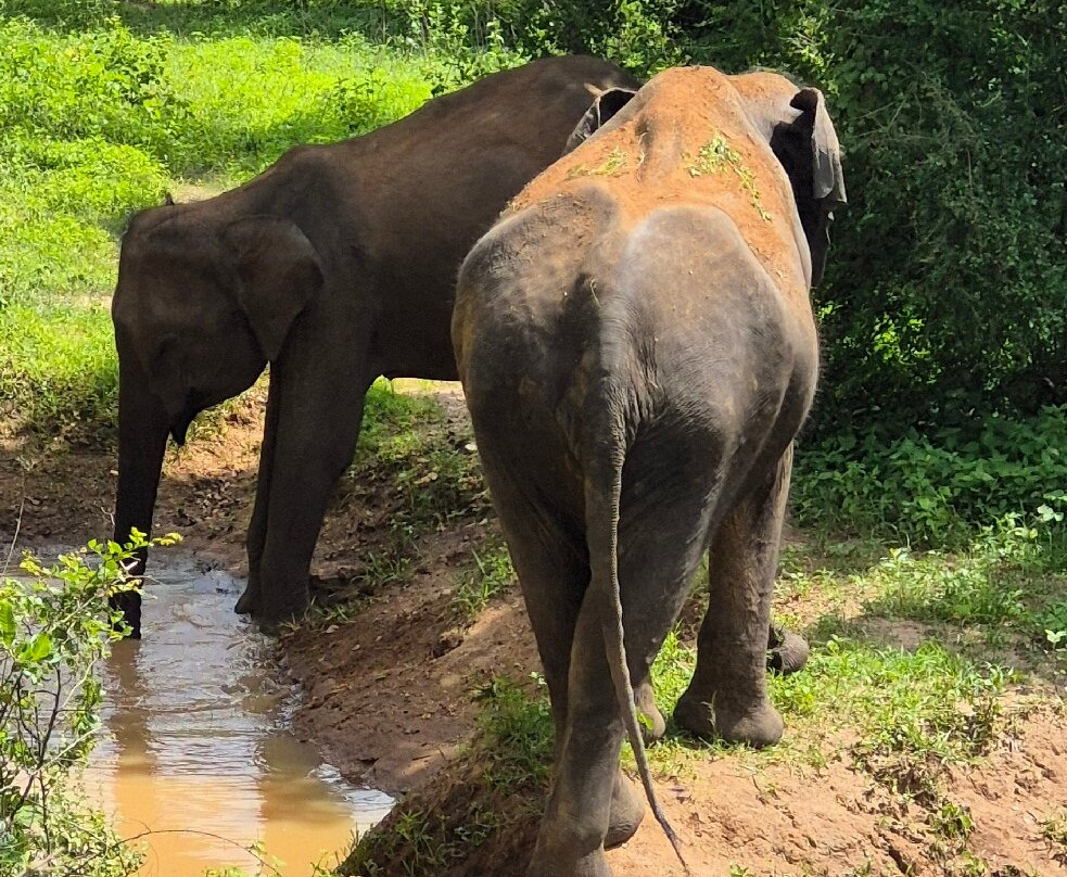 Niluka Safari-乌达瓦拉瓦必去景点