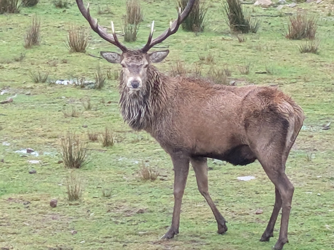 Bainloch Deer Park-Dalbeattie必去景点