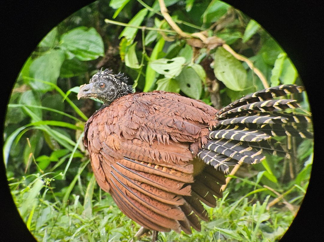 Jaguar Corcovado Tours-希门尼斯港必去景点