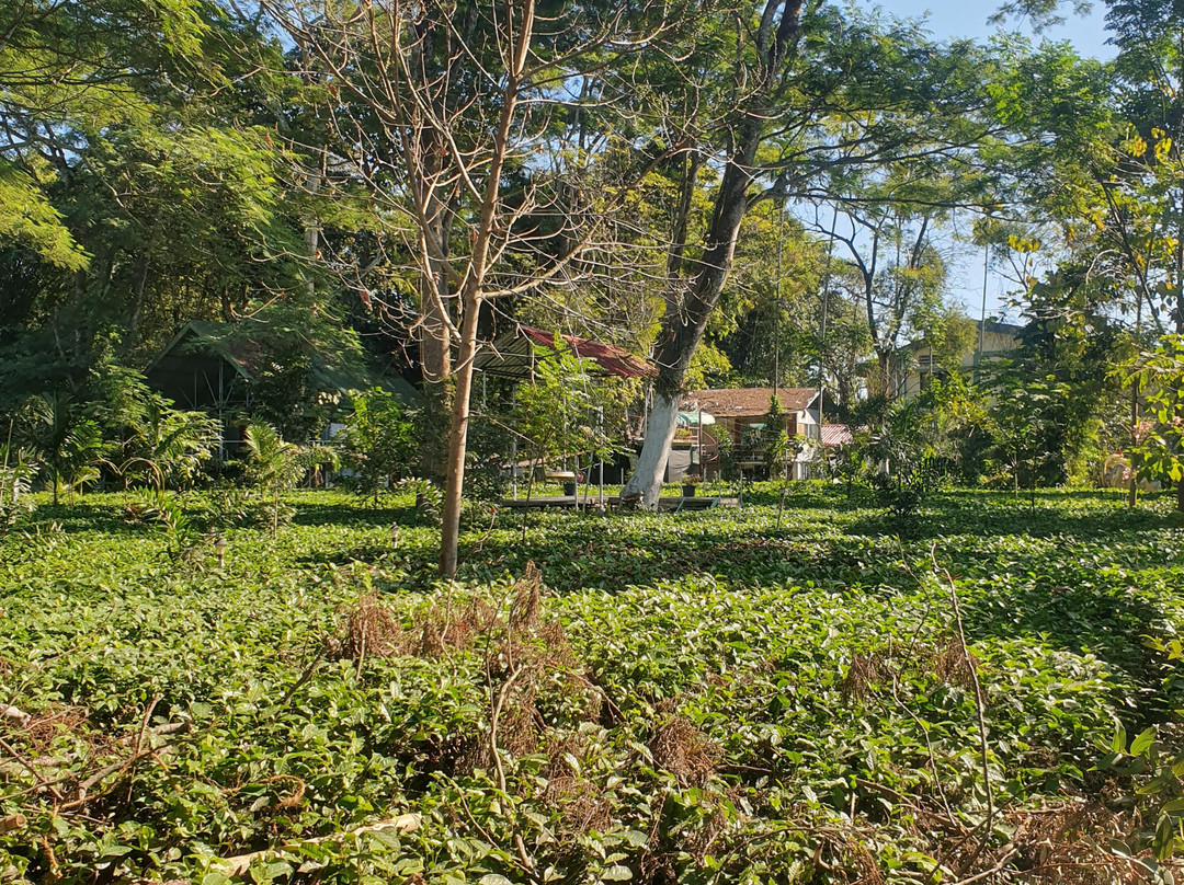 Blossom Exotica-Dibrugarh必去景点