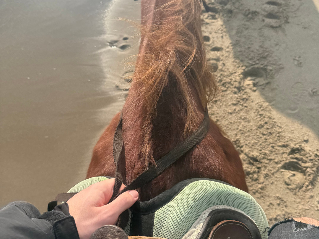 Family Horses 373-5361953-Marina di Ginosa必去景点