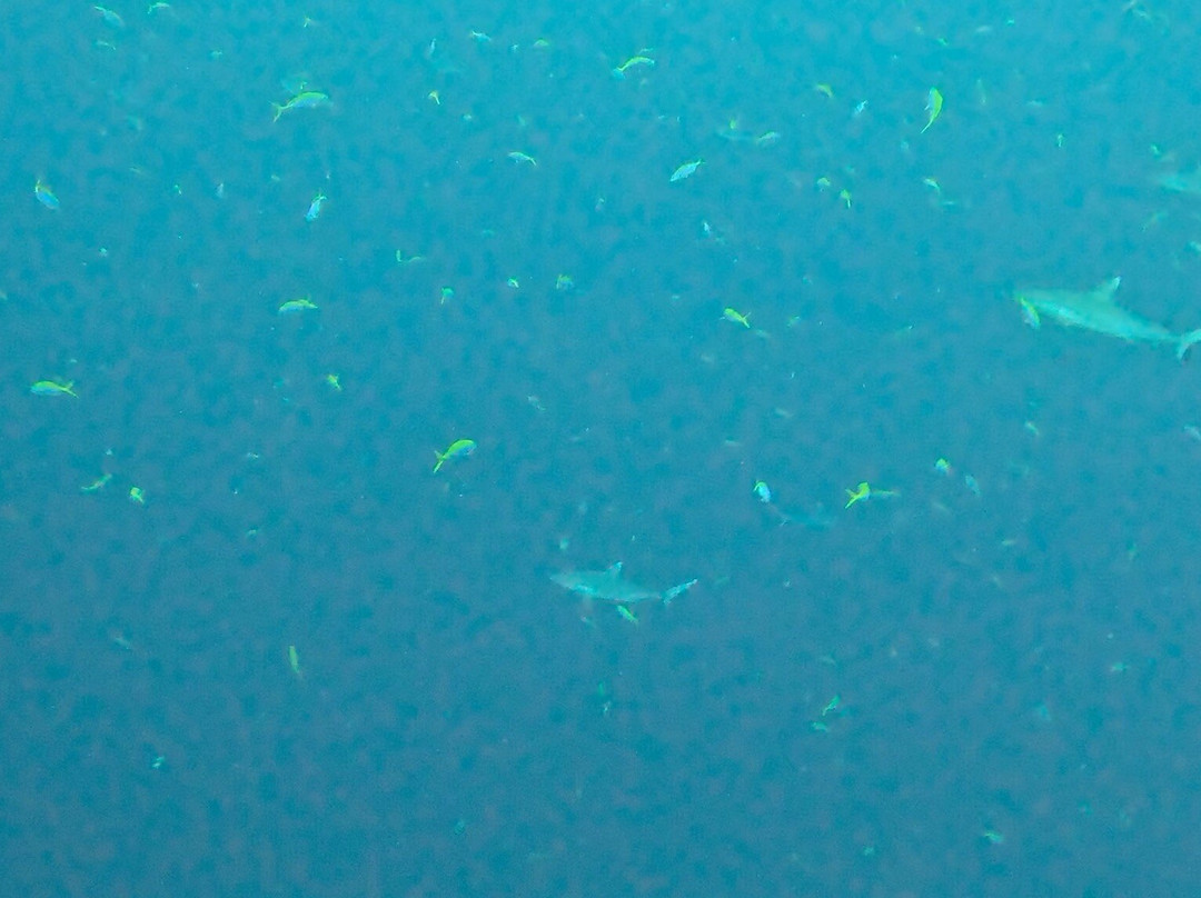 Diving Bluetribe Moofushi-南阿里环礁必去景点