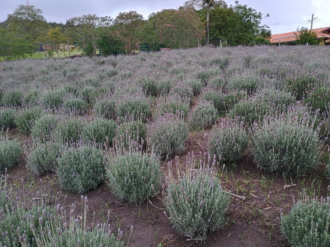 Lavandario-Cunha必去景点