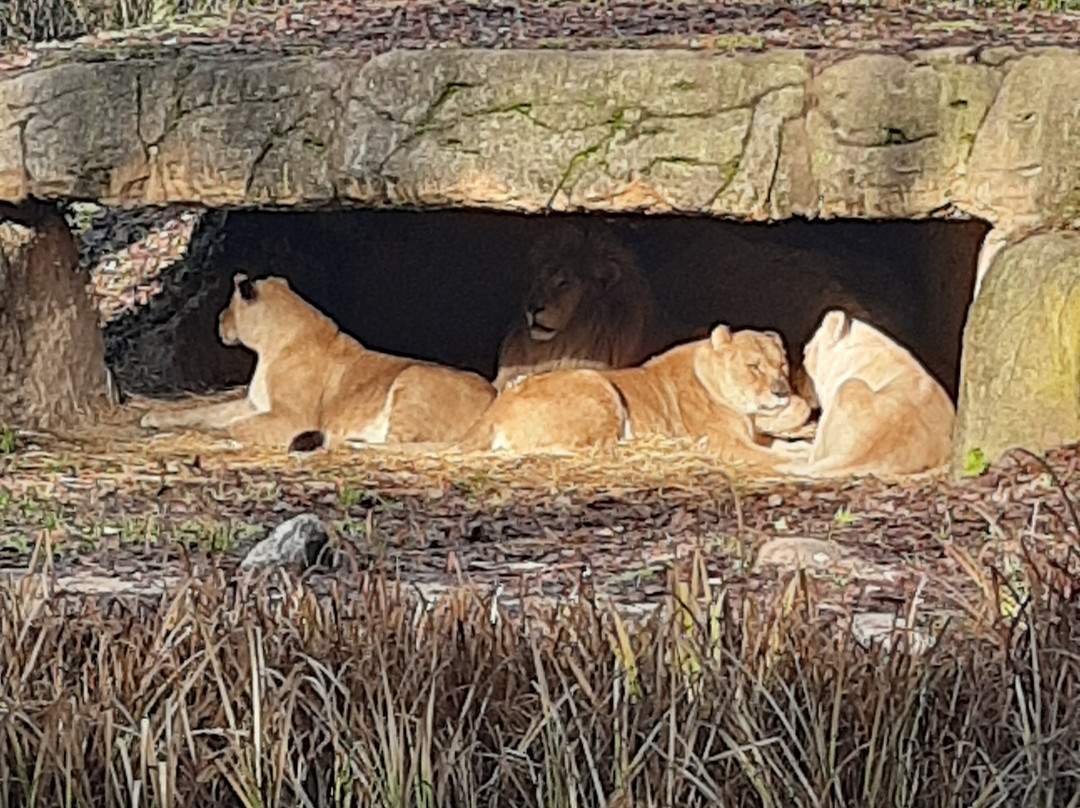 Parco Natura Viva-布索伦戈必去景点