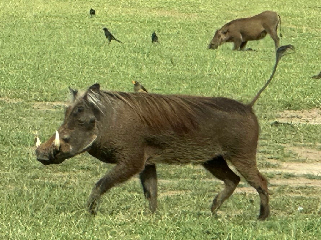 Uganda Family Tours & Travel-Fort Portal必去景点