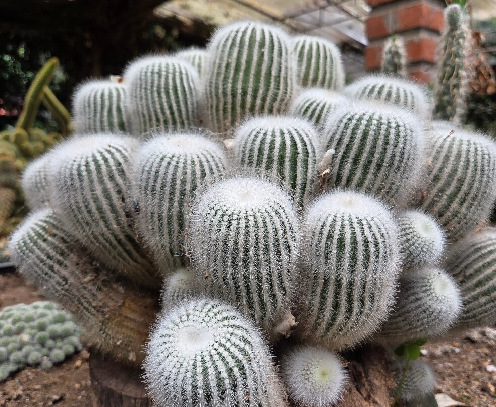 Jardin Botanico Pisac-Pisac必去景点
