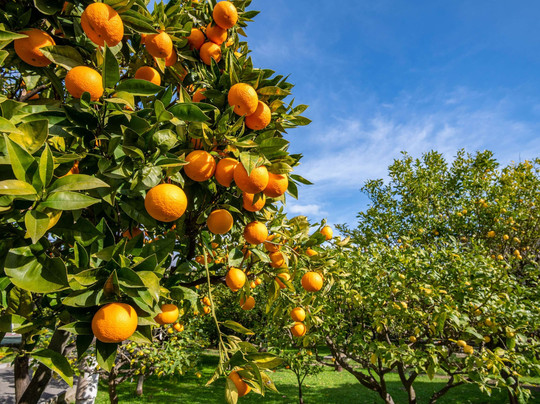 Mantra 鳄鱼俱乐部艾尔利海滩度假村主图