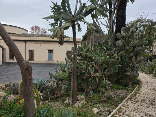 Orto Botanico dell'Università di Catania-卡塔尼亚必去景点