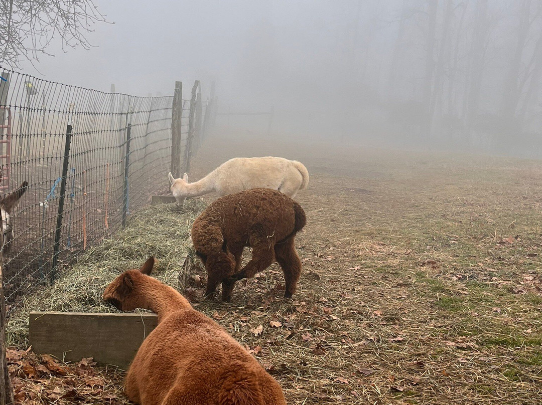 Apple Hill Farm-Banner Elk必去景点