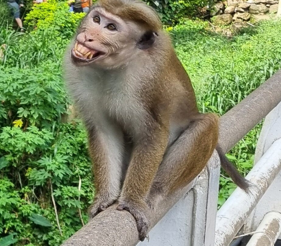 Nath Travel-加勒必去景点